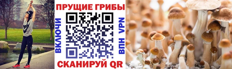 купить наркоту  Лесосибирск  Галлюциногенные грибы мицелий 